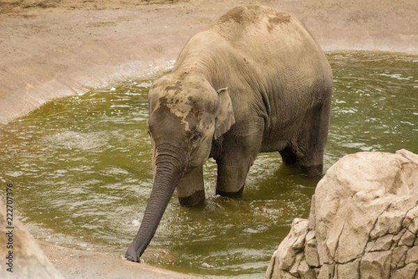 Fototapeta elephant drinking water