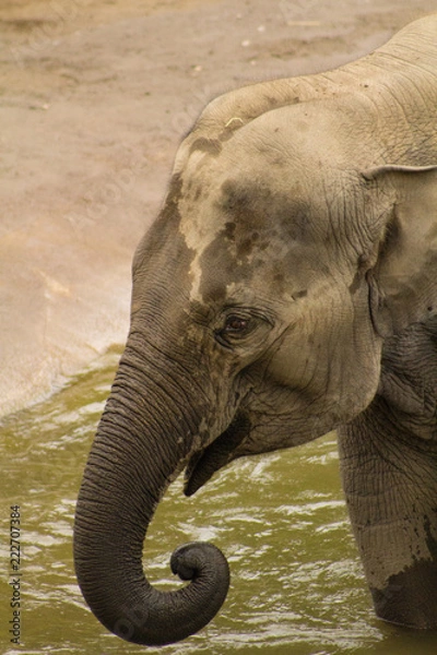 Fototapeta elephant curled trunk