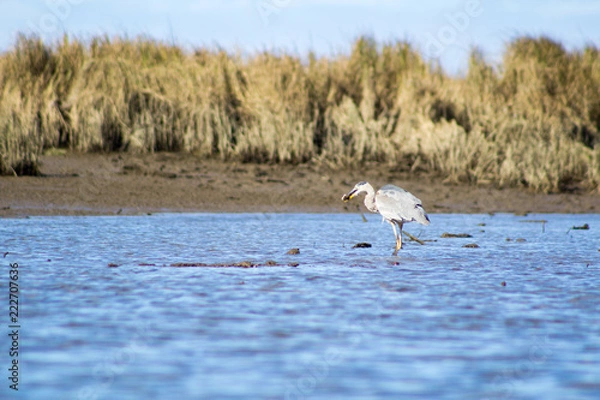 Obraz blue heronin river