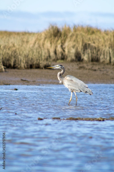 Obraz blue heron in river