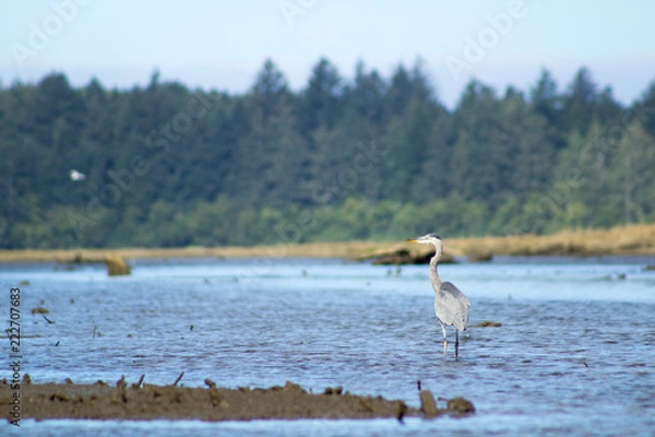 Obraz blue heron in river