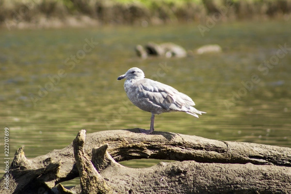 Fototapeta seagull on log in river