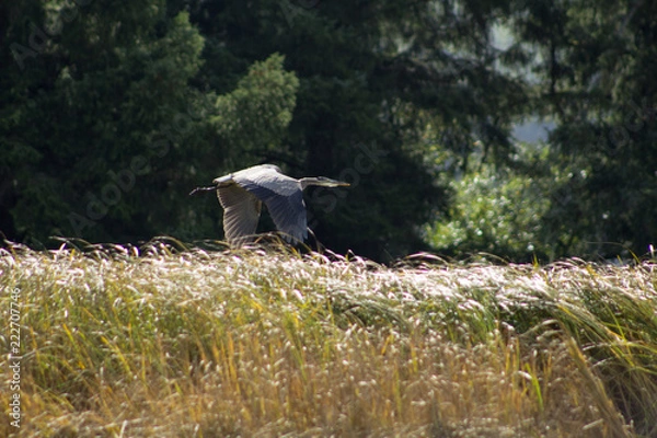Obraz blue heron flying