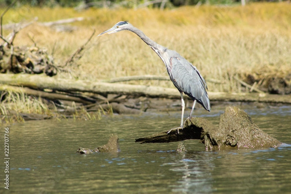 Fototapeta blue heron on log in river