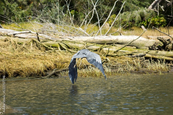 Obraz blue heron flying