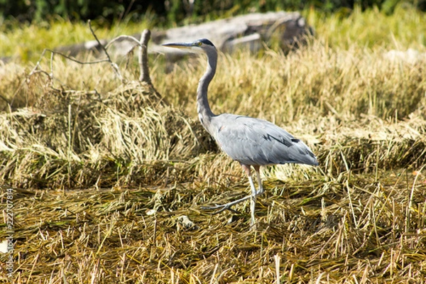 Obraz blue heron in grass