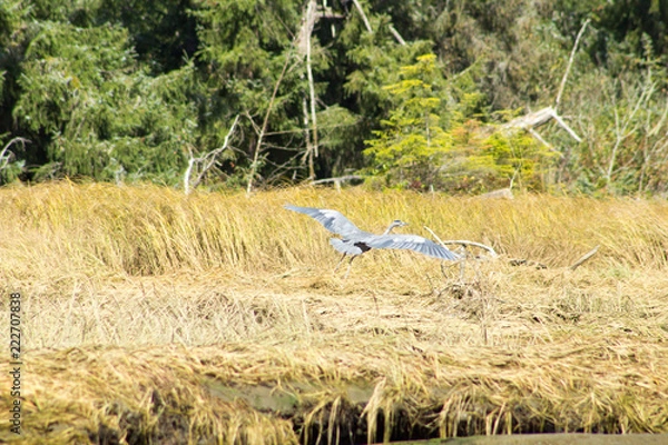 Obraz blue heron flying
