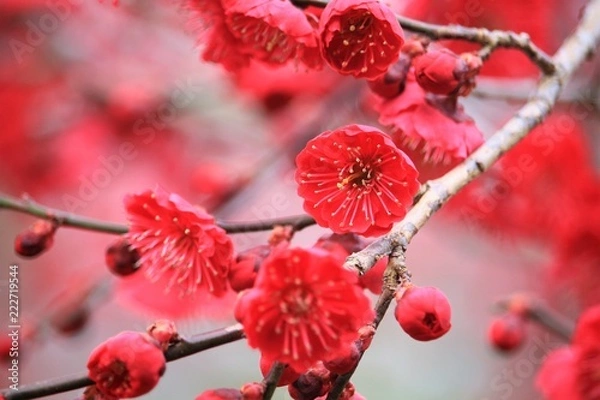 Obraz 美しい紅梅