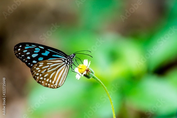 Obraz Small trees in the garden  