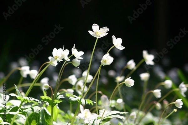 Fototapeta ニリンソウ　Anemone flaccida
