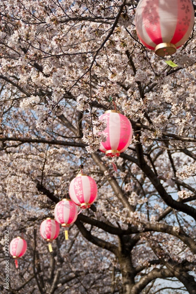 Fototapeta Round pink lanterns amongst cherry blossoms