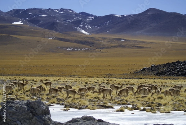 Obraz Paso San Francisco - Catamarca