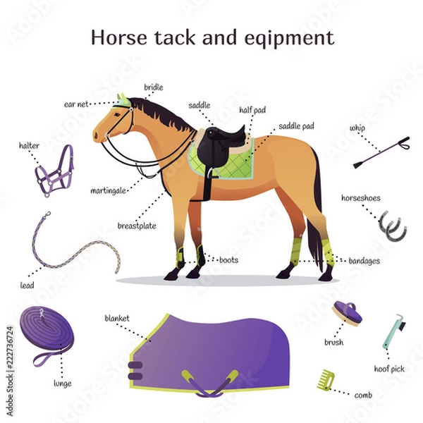 Fototapeta Vector collection with various elements of horse tack and equipment. Horse riding, training and equestrian sport gear. Saddle, bridle, blanket, halter, lunge, horseshoes isolated set