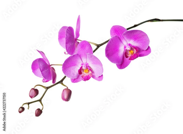Obraz Pink orchid on a white background