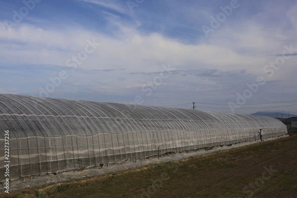 Obraz ビニールハウス