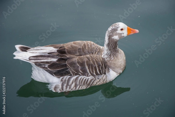 Obraz Pato en el lago