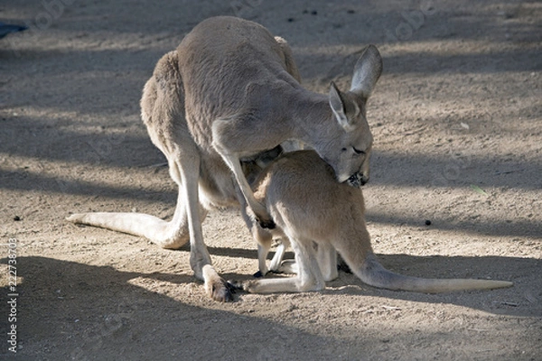 Fototapeta red kangaroo and joey