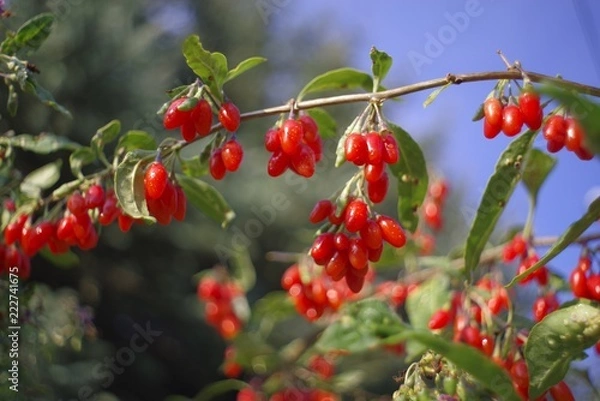 Fototapeta owoc goji