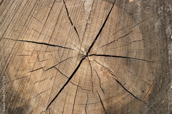 Obraz Jahresringe im Baumstamm
