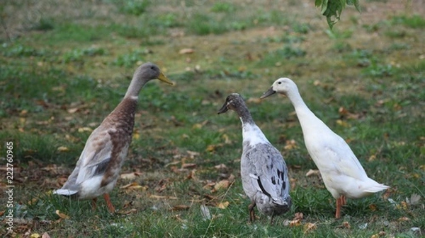 Obraz runner ducks in the grass
