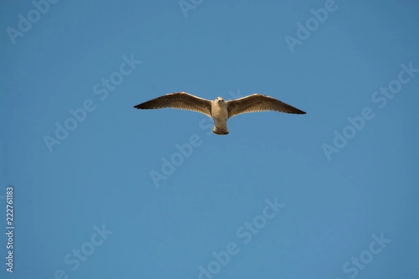 Obraz Vision de haut