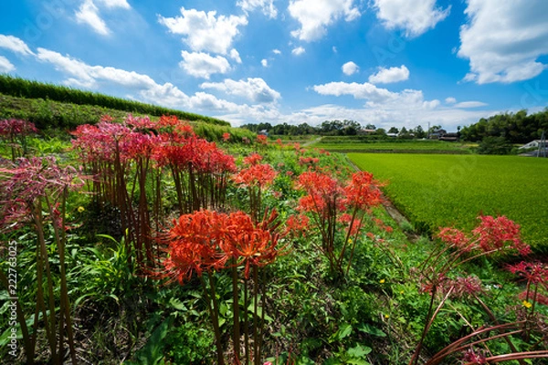 Fototapeta 彼岸花　田園風景