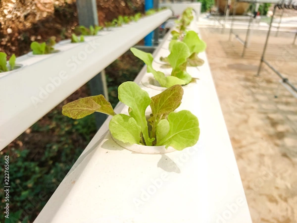 Obraz Plants Hydroponic Organic vegetables in Farm