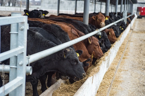 Fototapeta Black and brown cows in a farm cowshed.