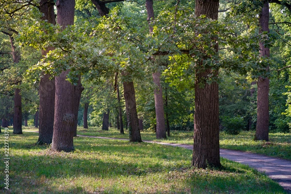 Fototapeta oak trees in the park in summer