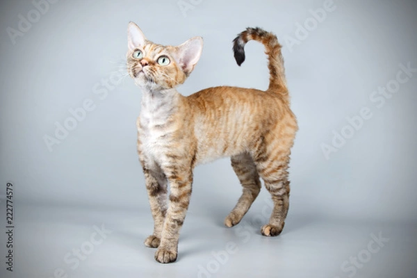 Fototapeta Devon rex cat on colored backgrounds