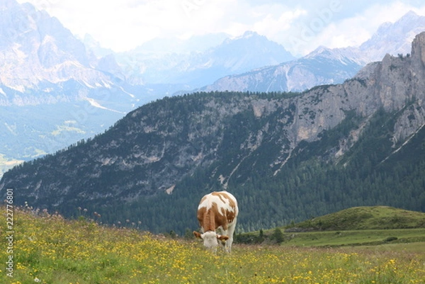 Obraz alps cow