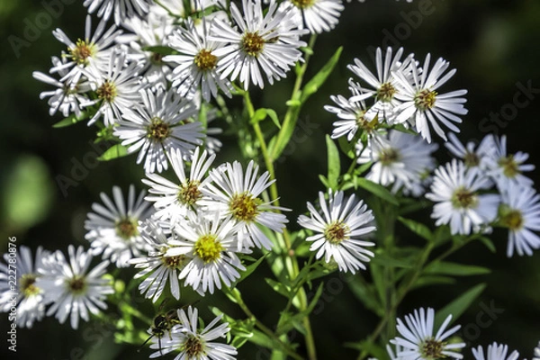 Obraz Wild White Aster 2