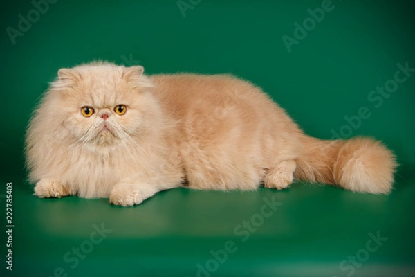 Obraz Persian cat on colored backgrounds
