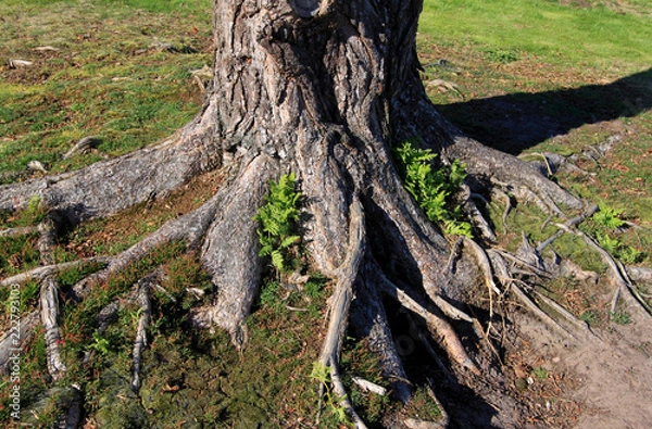 Obraz Tree Roots