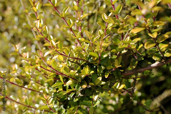 Obraz Leaves in Detail