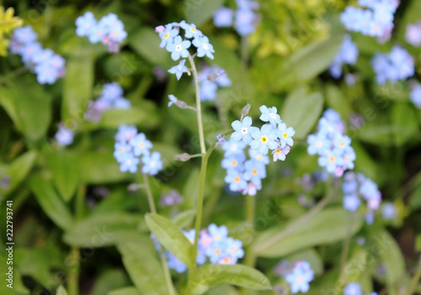 Obraz Blue Summer Flowers