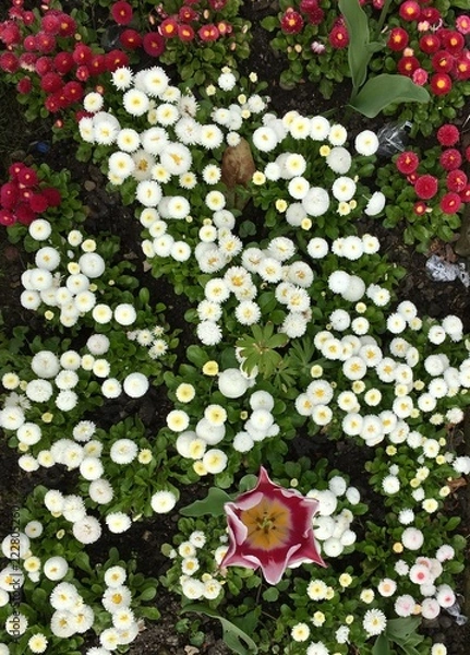 Fototapeta Tulip and daisy flowers