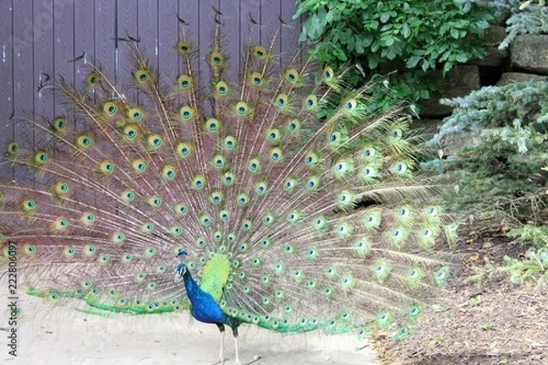 Fototapeta Peacock with spread wings