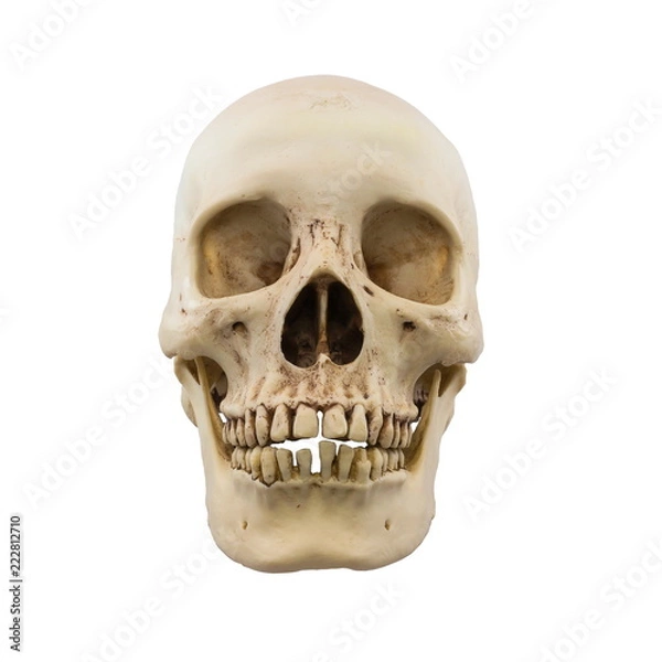 Obraz Human skull isolated on a white background.