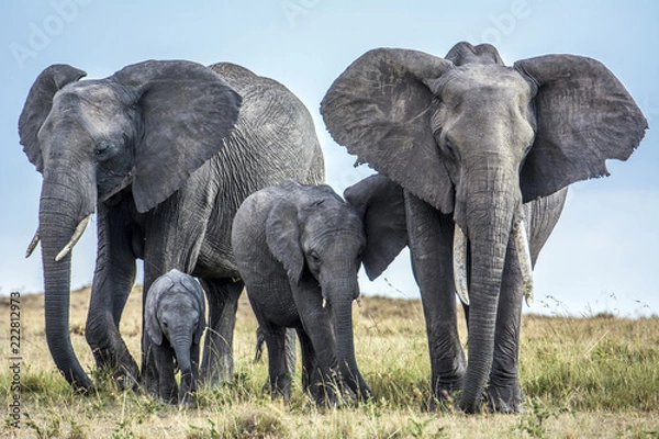 Obraz Słoń afrykański!