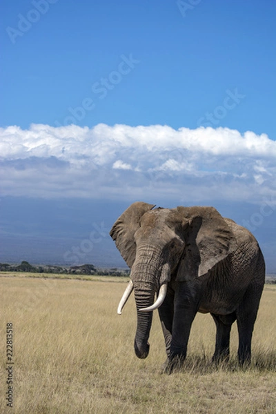 Obraz African Elephant!