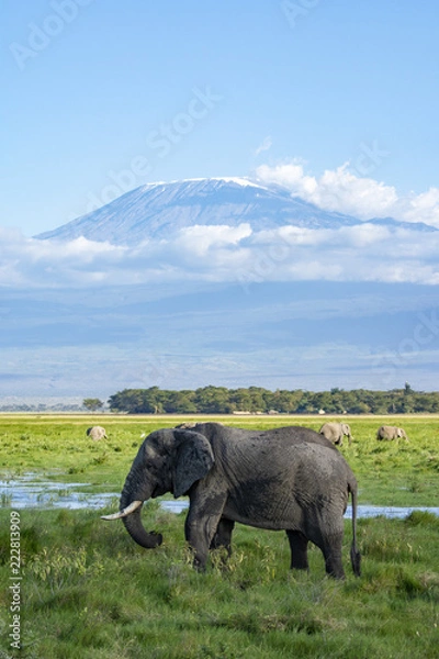 Obraz African Elephant!
