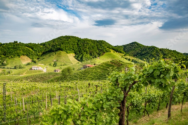 Fototapeta Valdobbiadene region of Prosecco sparkling wine, vineyards planted with steep slopes of hills. Italy