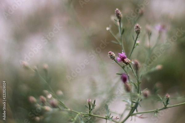 Fototapeta tough grass and wild flowers in the dry steppe in the wind
