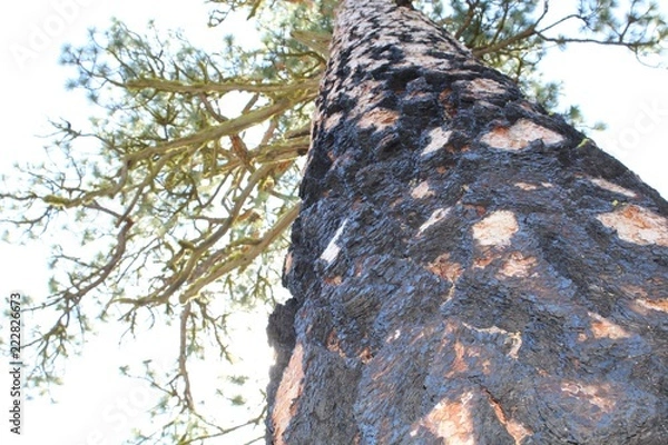 Fototapeta Charred tree trunk