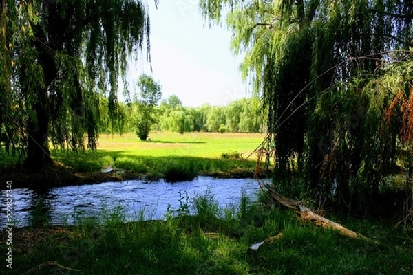 Fototapeta Weeping willow river