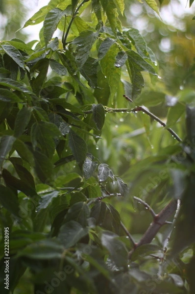Fototapeta raindrops on wet branches and leaves in the sun