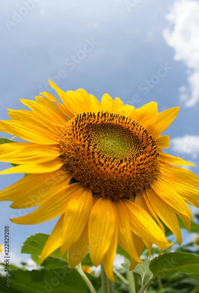 Fototapeta Sunflower
