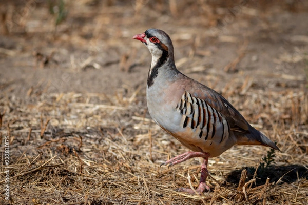 Obraz Chukar in the grass.