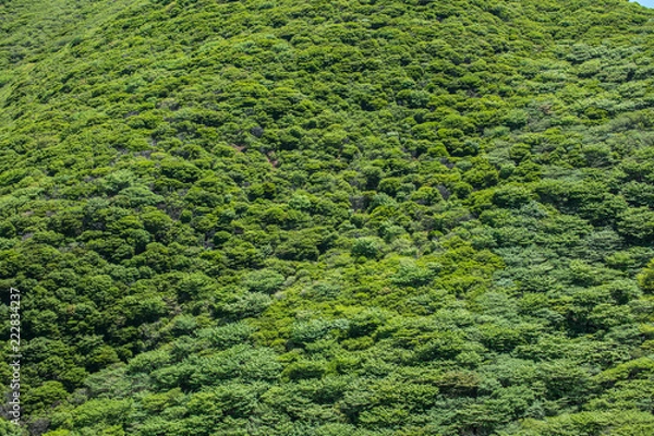 Obraz Japanese Mountain Tree Textures for 3D